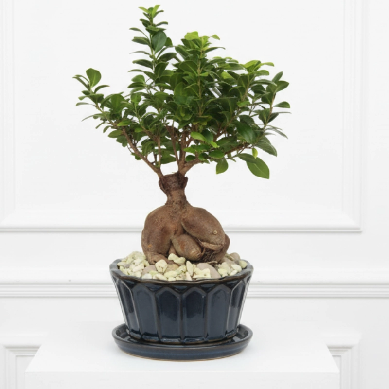Bonsai Plant Decoration